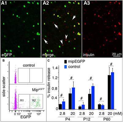 Temporal Transcriptome Analysis Reveals Dynamic Gene Expression Patterns Driving β-Cell Maturation